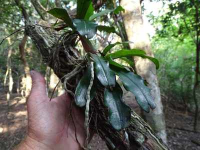 Aerangis mystacidii, photographed by Shaun Swanepoel