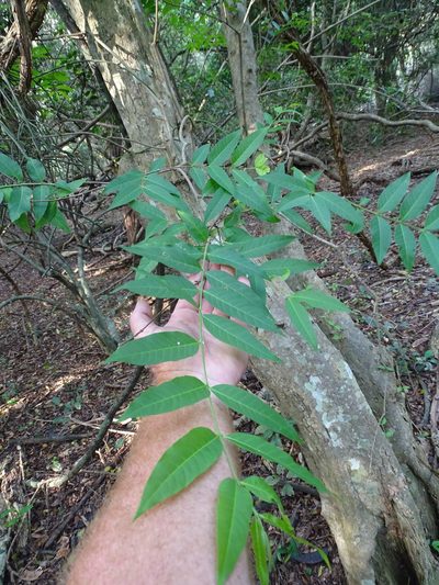 Wrightia natalensis, photographed by Shaun Swanepoel