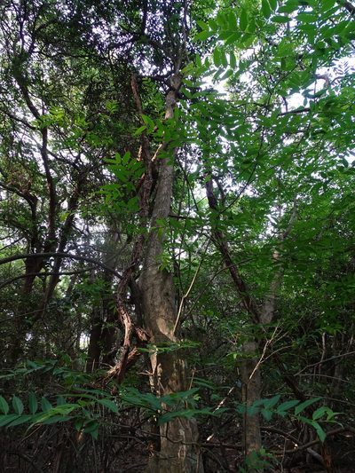 Wrightia natalensis, photographed by Shaun Swanepoel