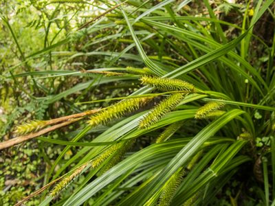 Carex forsteri, photographed by Cara-Lisa Schloots