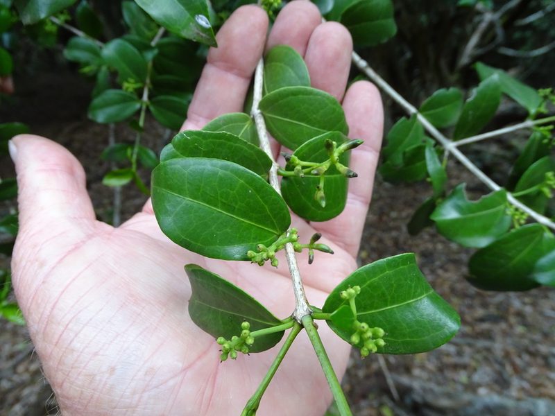 Strychnos henningsii, photographed by Shaun Swanepoel