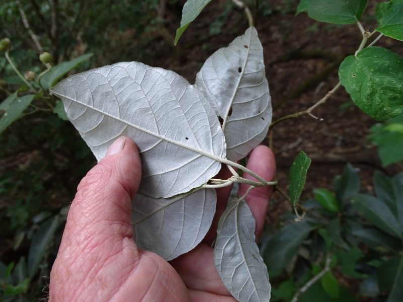 Croton steenkampianus, photographed by Shaun Swanepoel