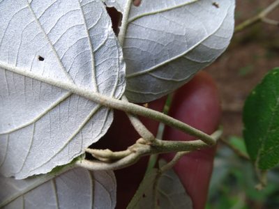 Croton steenkampianus, photographed by Shaun Swanepoel