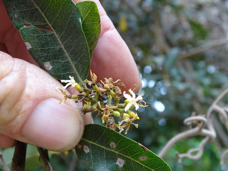 Wrightia natalensis, photographed by Shaun Swanepoel