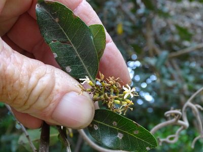 Wrightia natalensis, photographed by Shaun Swanepoel
