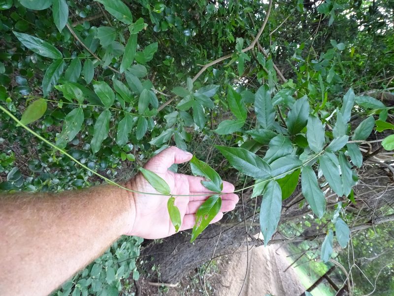 Combretum eugeneanum, photographed by Shaun Swanepoel