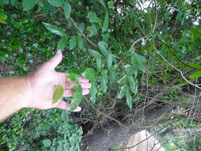 Combretum eugeneanum, photographed by Shaun Swanepoel