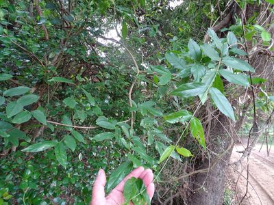 Combretum eugeneanum, photographed by Shaun Swanepoel