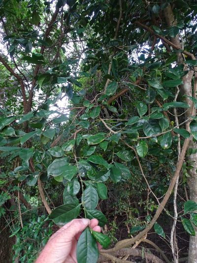 Suregada zanzibariensis, photographed by Shaun Swanepoel