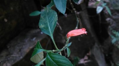 Ruellia brevifolia, photographed by Márcia Martins