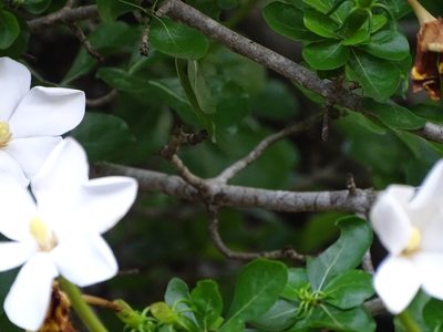 Gardenia cornuta, photographed by Shaun Swanepoel