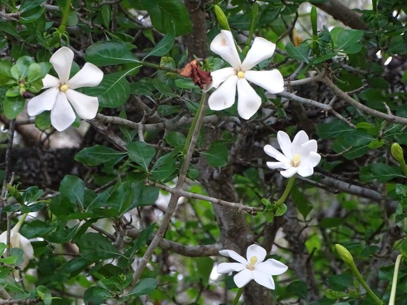 Gardenia cornuta, photographed by Shaun Swanepoel