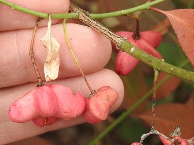 Euonymus atropurpureus, photographed by Sam Kieschnick