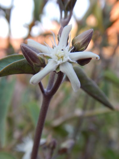 Cynanchum floribundum, photographed by Steve Doyle