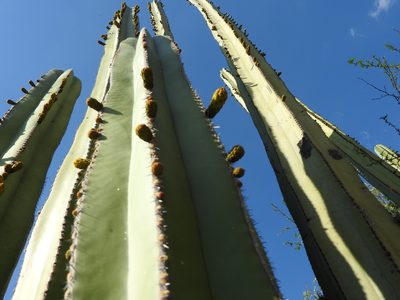 Lophocereus marginatus, photographed by Oscar Alejandro Morales Juárez