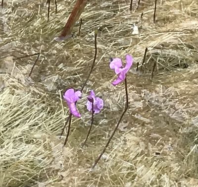 Utricularia resupinata, photographed by gcschmidt911