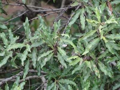 Euclea divinorum, photographed by Shaun Swanepoel
