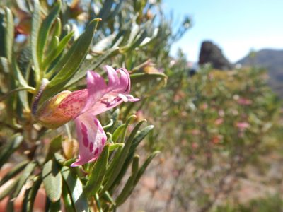 Eremophila alternifolia, photographed by Steve Doyle