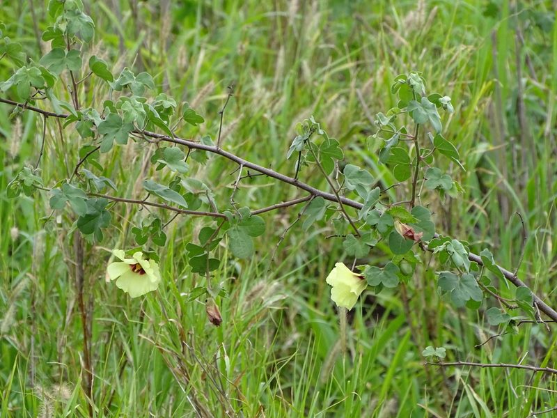 Gossypium herbaceum, photographed by Shaun Swanepoel