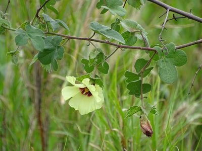 Gossypium herbaceum, photographed by Shaun Swanepoel
