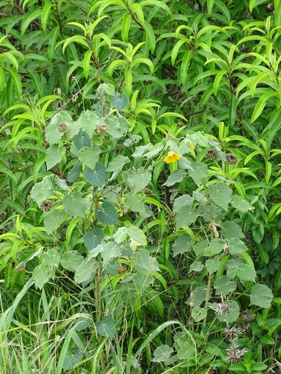 Abutilon grandiflorum, photographed by Shaun Swanepoel