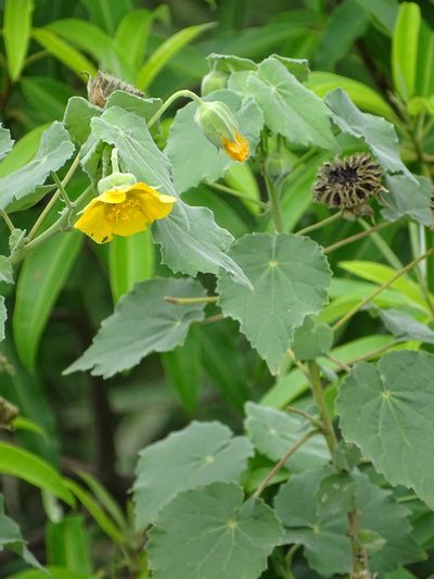 Abutilon grandiflorum, photographed by Shaun Swanepoel