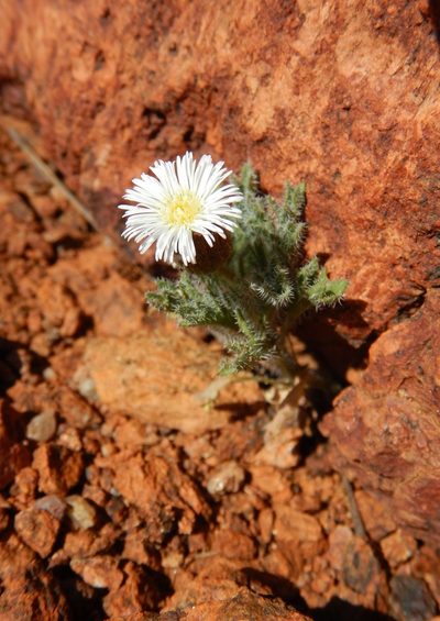 Ixiochlamys cuneifolia, photographed by Steve Doyle