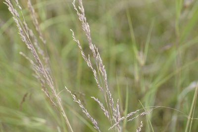 Poa labillardierei, photographed by Rod Lowther
