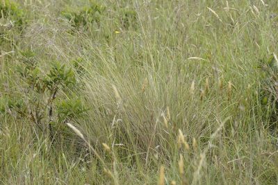 Poa labillardierei, photographed by Rod Lowther