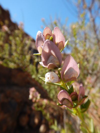 Prostanthera striatiflora, photographed by Steve Doyle