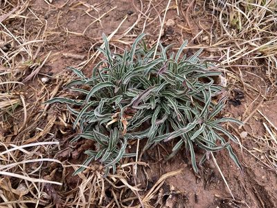 Oenothera coryi, photographed by Reid Hardin
