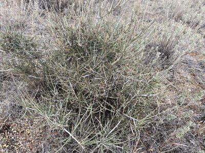Ephedra antisyphilitica, photographed by Reid Hardin