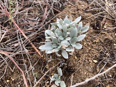 Physaria ovalifolia, photographed by Reid Hardin