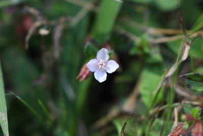 Schwackaea cupheoides, photographed by Jake Rehage