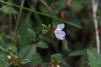 Schwackaea cupheoides, photographed by Jake Rehage