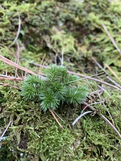 Huperzia porophila, photographed by Brandon Corder