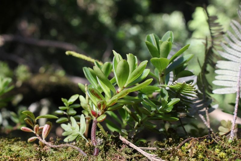 Peperomia olivacea, photographed by Jake Rehage