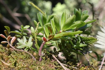 Peperomia olivacea, photographed by Jake Rehage