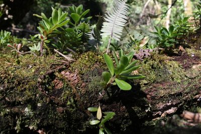 Peperomia olivacea, photographed by Jake Rehage