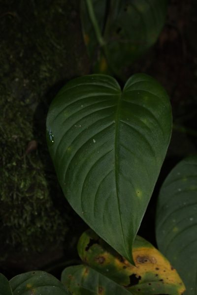 Monstera wilsoniensis, photographed by Jake Rehage