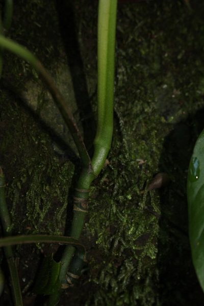 Monstera wilsoniensis, photographed by Jake Rehage