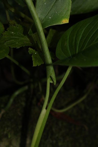 Monstera wilsoniensis, photographed by Jake Rehage