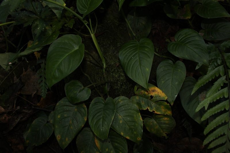Monstera wilsoniensis, photographed by Jake Rehage