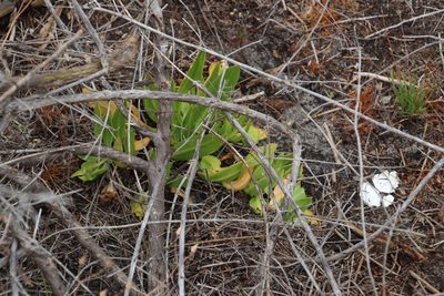 Skiatophytum tripolium, photographed by Tony Rebelo