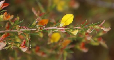 Aspalathus abietina, photographed by Tony Rebelo