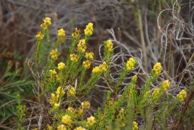 Aspalathus callosa, photographed by Tony Rebelo