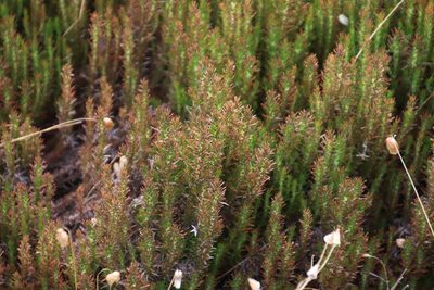 Roella prostrata, photographed by Tony Rebelo