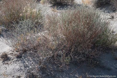 Eriogonum nummulare, photographed by Tim Messick