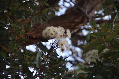 Corymbia calophylla, photographed by Tony Rebelo