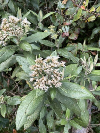 Ageratina asclepiadea, photographed by julianazuluaga-carrero